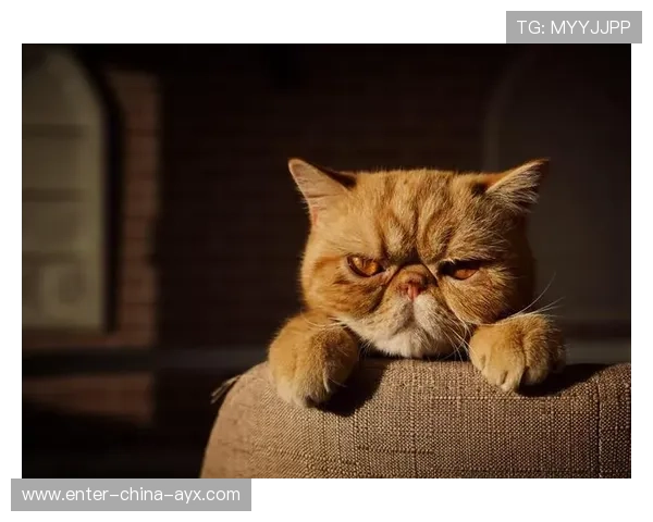 UFC震撼瞬间:一记肘击让顶级拳手瞬间懵圈,背后隐藏的战术秘密 UFC震撼瞬间:一记肘击让顶级拳手瞬间懵圈,背后隐藏的战术秘密